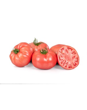 Pomidor TOBROSSA 250 nasion