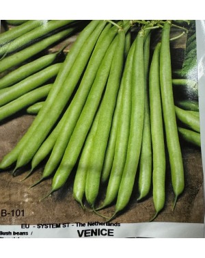 Fasola szparagowa VENICE 1 kg nasion ZW