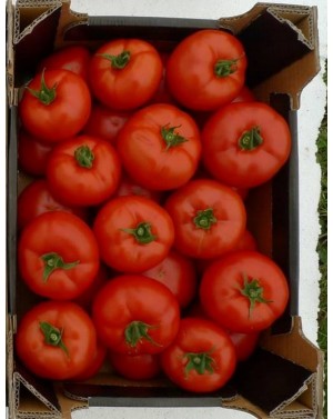Pomidor ANTALYA 250 nasion