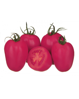 Pomidor PINK PIONEER 500 nasion ZW  ST